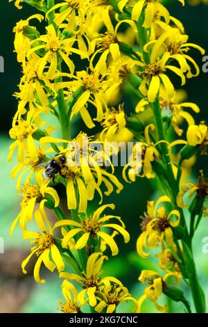 Ligularia fischeri, Leopard Plant, Flowers, Fischers Ragwort, Flower, Ligularia bloom Stock Photo