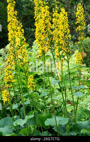 Fischers Ragwort, Ligularia fischeri, Leopard Plant, Blooming, Garden, Yellow, Plant Stock Photo