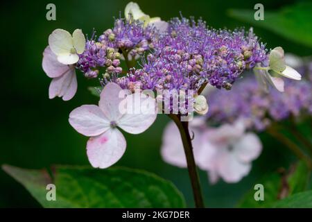 Mophead hydrangea, Purple, Hydrangea macrophylla Belzonii, Flowering, Hydrangea, Closeup, Flower Stock Photo