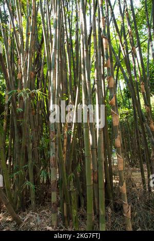 Green Bamboo in the Forest  may be used as a Texture  background wallpaper Stock Photo