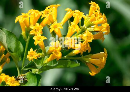 Yellow Shrub Jessamine, Cestrum aurantiacum bloom Stock Photo