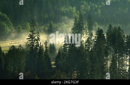 Trees in mist Stock Photo