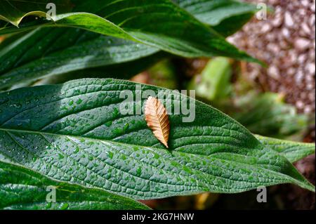 green and brown leaf Stock Photo