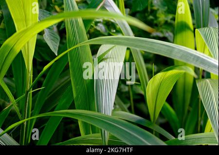 green leaves Stock Photo