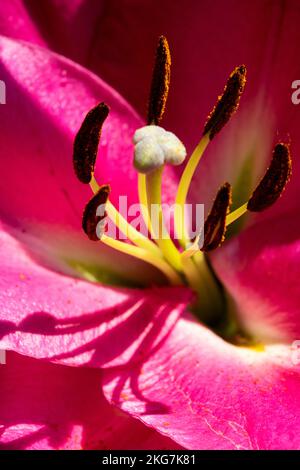 Stigma and pistils in the calyx of the pink flower portrait Lilium 'Corvette' Stock Photo
