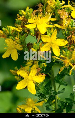 St. Johns Wort, Hypericum perforatum, Close up, Flower, Bloom Wildflower Stock Photo