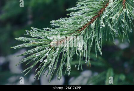 Drops on pine branch in forest Stock Photo