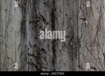 White wood with damage by time. Stock Photo
