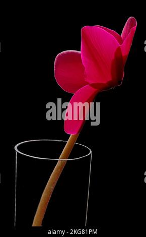 Flower of cyclamen repandum in glass close-up Stock Photo