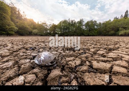 Dry riverbed with cracked mud in hot summer Stock Photo