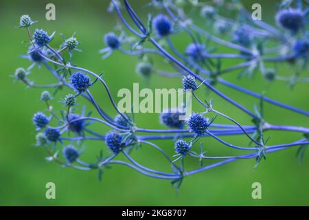 Eryngium planum, the blue eryngo or flat sea holly, is a  plant in the family Apiaceae, native to the area that includes central and southeastern Euro Stock Photo