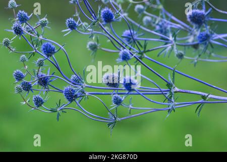 Eryngium planum, the blue eryngo or flat sea holly, is a  plant in the family Apiaceae, native to the area that includes central and southeastern Euro Stock Photo