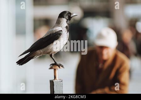 beautiful gray bird jackdaw sitting on a pole in an urban environment Stock Photo