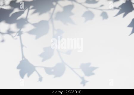 Shadow of leaves and branches on white wall Stock Photo