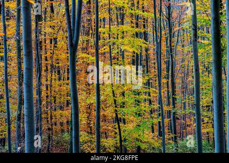 Tullinge mountain in autumn colors (Tüllinger Berg), Tüllinge, Baden-Württemberg, Germany. Stock Photo