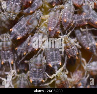 Colony of woolly apple aphids, Eriosoma lanigerum, or American blight sucking sap from a plant Stock Photo