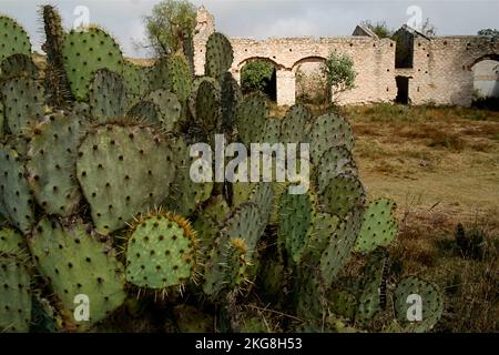 Mexico, Pozos, Cactus and abandoned old silver mining town Stock Photo