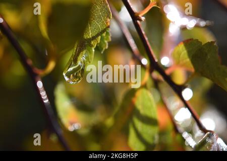 The close-up view of wet green leafy branches under the sunlight Stock Photo
