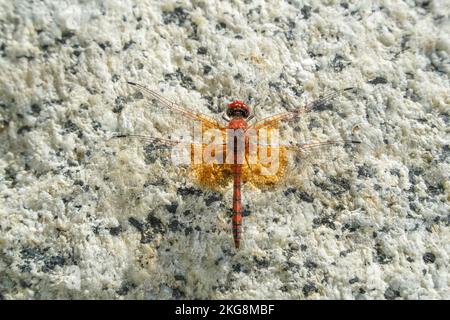 res dragonfly on white river rock in baja california sur mexico close up Stock Photo