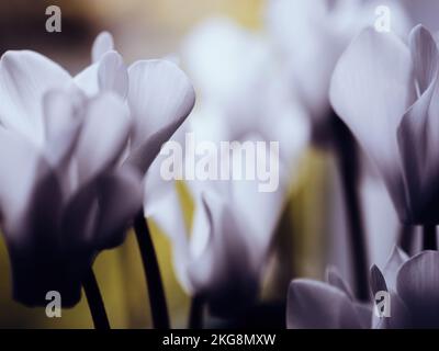 Close-up macro view of cyclamen persicum abstract flowers in a row with defocused blur background Stock Photo