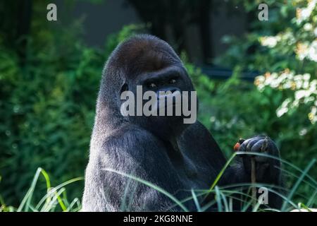 Gorilla, monkey, dominating male sitting in the grass, funny attitude