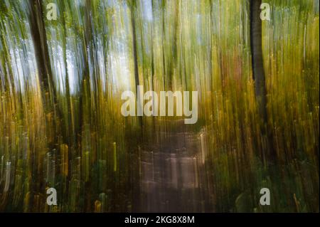 Abstract Impressionism, Autumn Forest, Elk Island National Park, Alberta, Canada Stock Photo