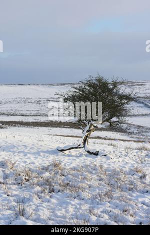Lone tree in winter moorland landscape in Rossendale Lancashire UK. Hard frost and snow fall with snow on the tree and winter sky and landscape to the Stock Photo