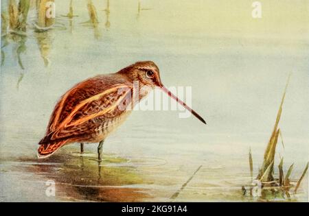 The common snipe (Gallinago gallinago) is a small, stocky wader native to the Old World. painted and described by Charles Whymper from the book ' Egyptian birds ' for the most part seen in the Nile valley Publication date 1909 Publisher London, A. and C. Black Stock Photo