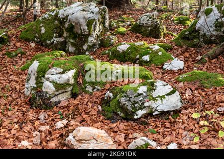 Mossy Stone in Tara National Park Stock Photo