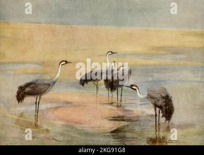 Cranes painted and described by Charles Whymper from the book ' Egyptian birds ' for the most part seen in the Nile valley Publication date 1909 Publisher London, A. and C. Black Stock Photo