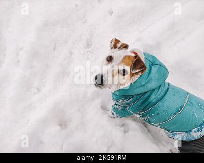 Dog Jack Russell in winter clothes on a walk in the snowdrifts in winter Lifestyle, copy space Stock Photo