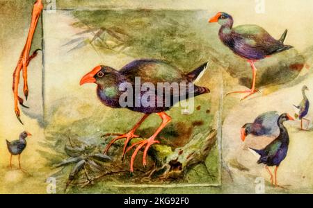 Studies of Gallinule painted and described by Charles Whymper from the book ' Egyptian birds ' for the most part seen in the Nile valley Publication date 1909 Publisher London, A. and C. Black Stock Photo