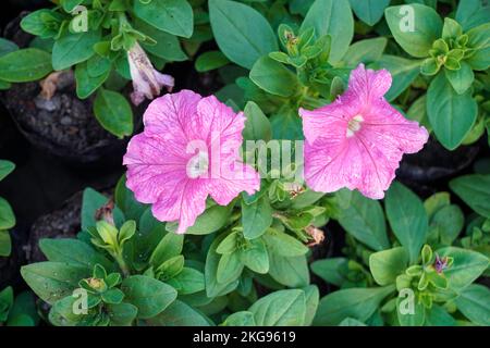 selective focusing, Beautiful Petunia Surfinia Pink Vein, purple and violet surfinia flowers or petunia in the garden. Stock Photo