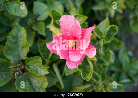 selective focusing, Tropical Hibiscus 'Lipstick' (Hibiscus rosa-sinensis), hibiscus in pink color Stock Photo