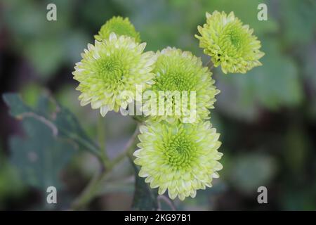 Green chrysanthemum on a small group growing in home garden plant Stock Photo