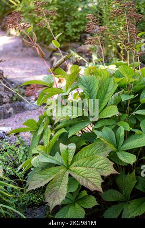 Large beautiful leaves of Rodgersia in the garden. Ornamental plant for landscaping Stock Photo