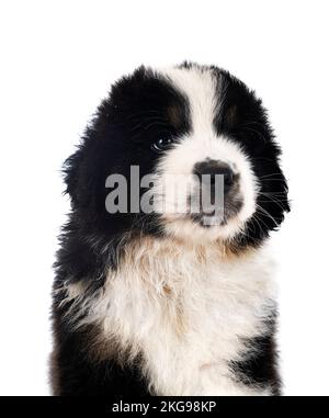 Miniature American Shepherd in front of white background Stock Photo
