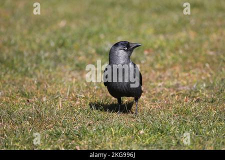 Western jackdaw, Coloeus monedula or Corvus monedula, Family Corvidae, Copenhaguen. Stock Photo