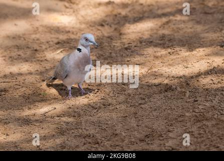 African mourning dove (Streptopelia decipiens) Stock Photo