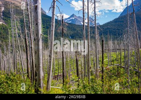 Virginia Falls can be seen through a dead forest from Sun Point Nature Trail at Glacier National Park in Montana on a sunny day. Stock Photo