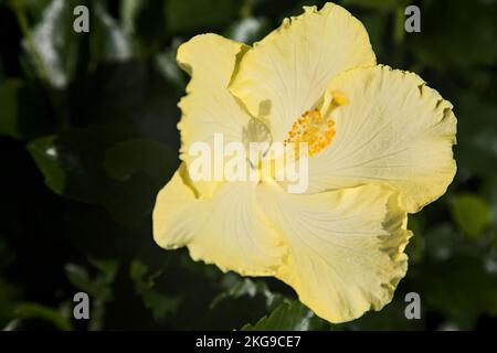 Yellow  hibiscus in bloom seen up close Stock Photo