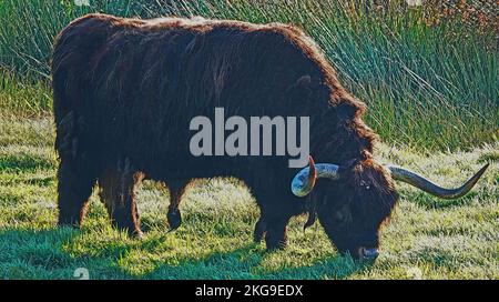 Dark brown Scottish Highland bull grazing in a meadow Stock Photo