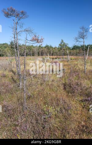 view of habitat of acid mire of Dersingham Bog, Norfolk, United Kingdom Stock Photo