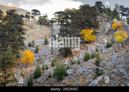 Cedars in fall at foot of mountain tahtal . Kemer district of Antalya Province. Turkey. Stock Photo