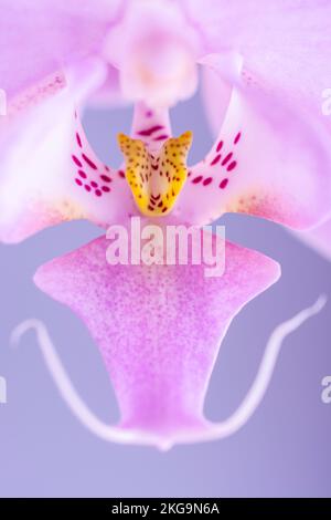 Orchid. Phalaenopsis is a genus of about seventy species of plants in the family Orchidaceae. Stock Photo
