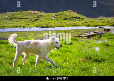 Shepherd dog on a green meadow in the Romanian Carpathians Stock Photo