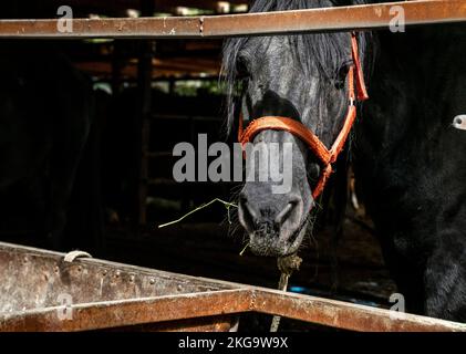 A black horse eating from the trough container looking directly at camera. In a local farm in Kazakhstan. Stock Photo