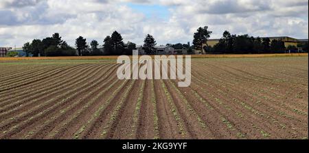 A planted crop of potatoes are just starting to push their first shoots out of the soil. They are in a field off Higgins Lane in Burscough. Stock Photo
