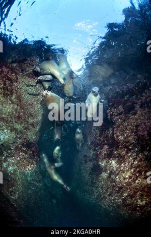 A group of sea lions play in a reef crevice while I get close to capture their behavior photographically. Stock Photo