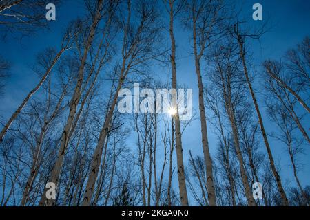 Birch tree trunks in early spring, Greater Sudbury, Ontario, Canada Stock Photo